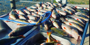 1_Lake-Purrumbete-Redfin-catch