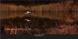 Murray-River-Pelican